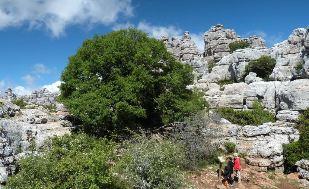 El Torcal6