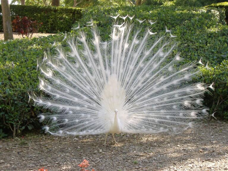Albino Peacock