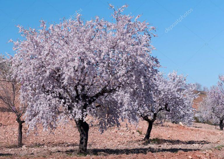 Almond1