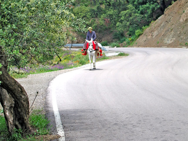 Donkey