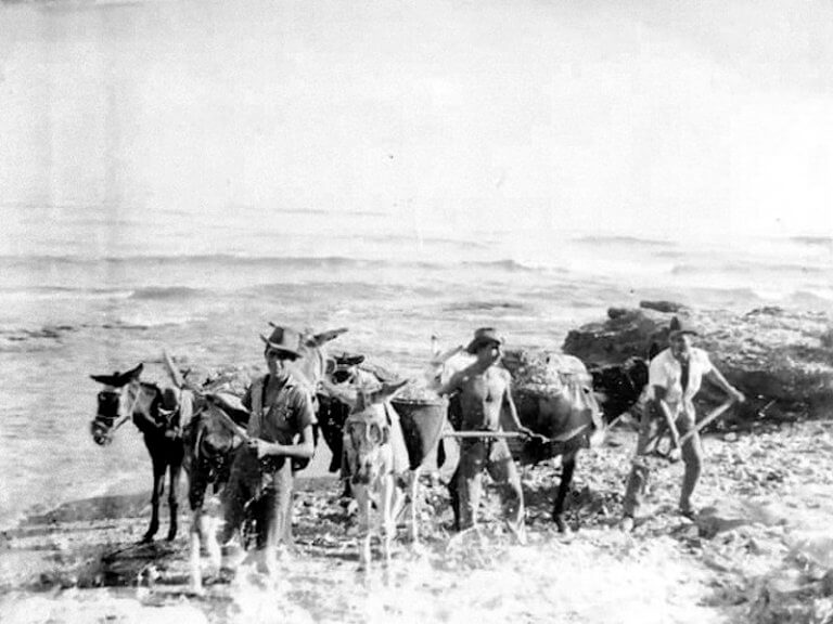 Horses on the Beach
